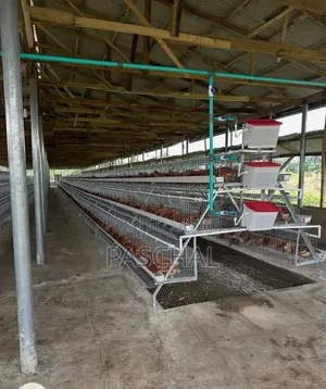 Poultry Cage Installation