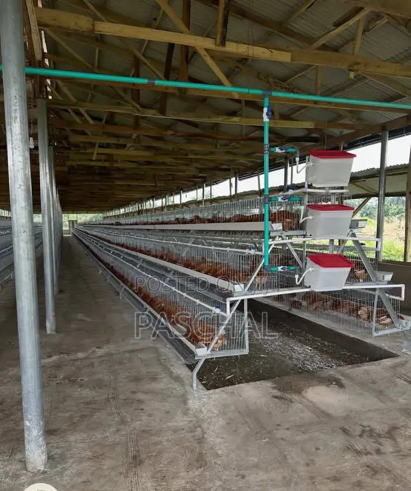 Poultry Cage Installation