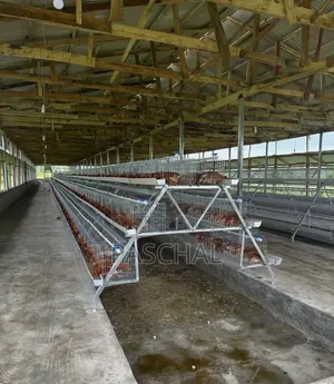 Poultry Cage Installation