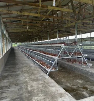 Poultry Cage Installation