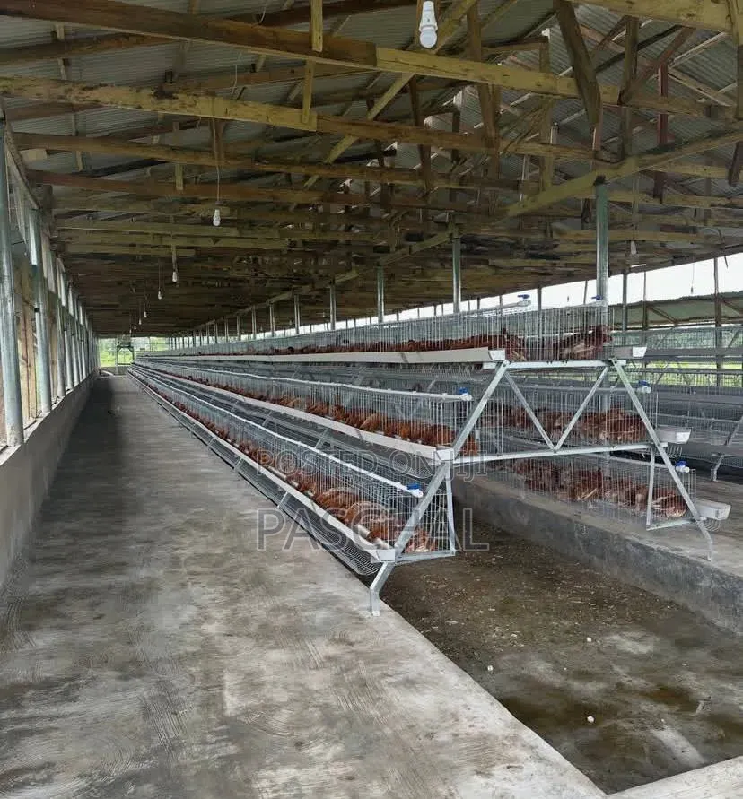 Poultry Cage Installation