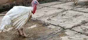 Live Foreign Turkey's