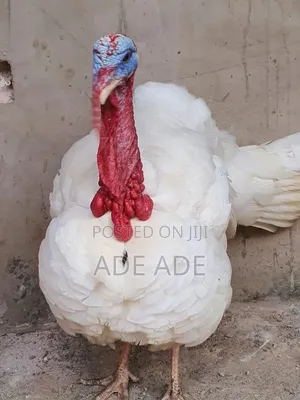 Quality Turkey Enterprise