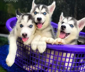 1-3 months Male Purebred Siberian Husky