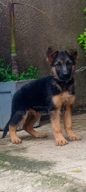 1-3 months Female Purebred German Shepherd