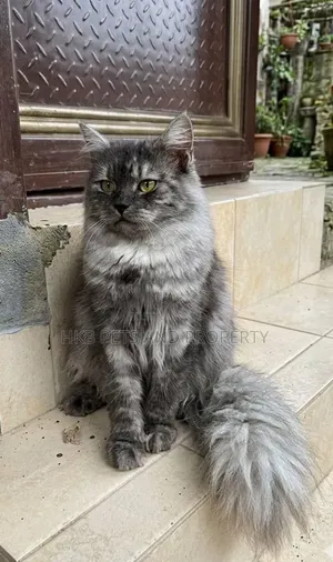 6-12 months Male Purebred Persian