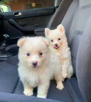 1-3 months Female Purebred American Eskimo