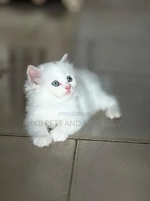 1-3 months Female Purebred Persian