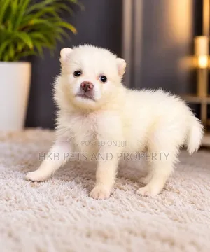 1-3 months Male Purebred American Eskimo