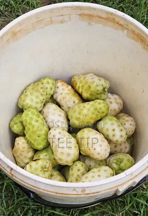 Fresh Noni Fruits