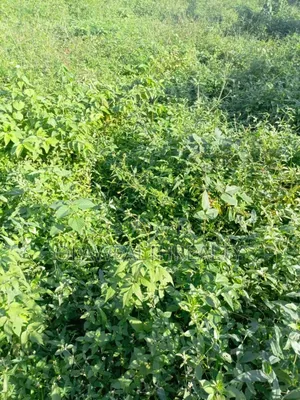 2,430sqm Residential Land at Maitama Main