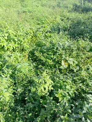 1,500sqm Residential Land at Maitama Main