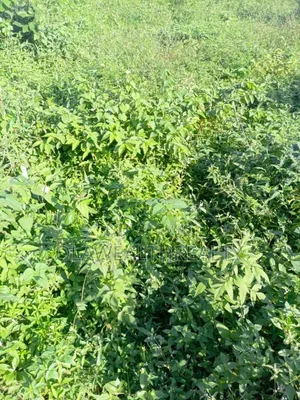 1,800sqm Residential Land at Maitama Main