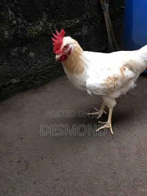 Active Clean White Gold Feather Cockerel