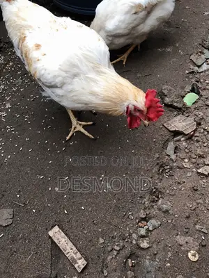 Active Clean White Gold Feather Cockerel