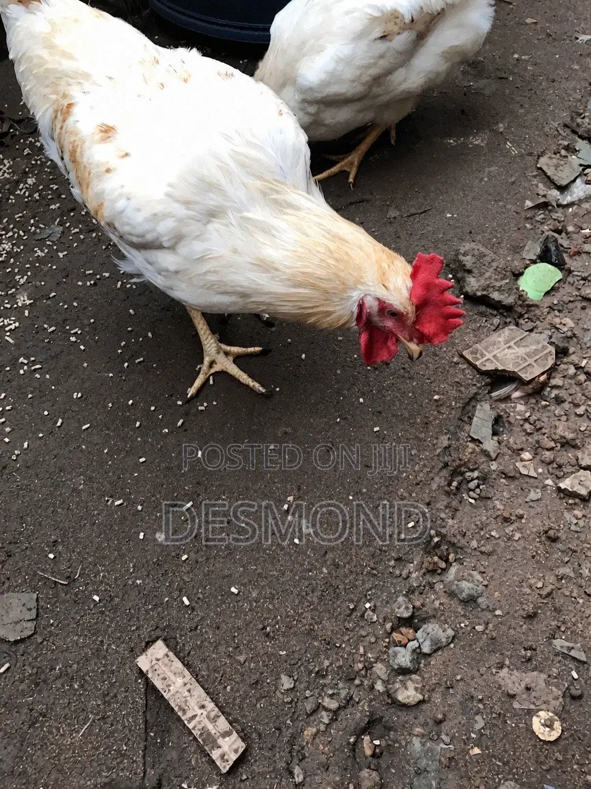 Active Clean White Gold Feather Cockerel