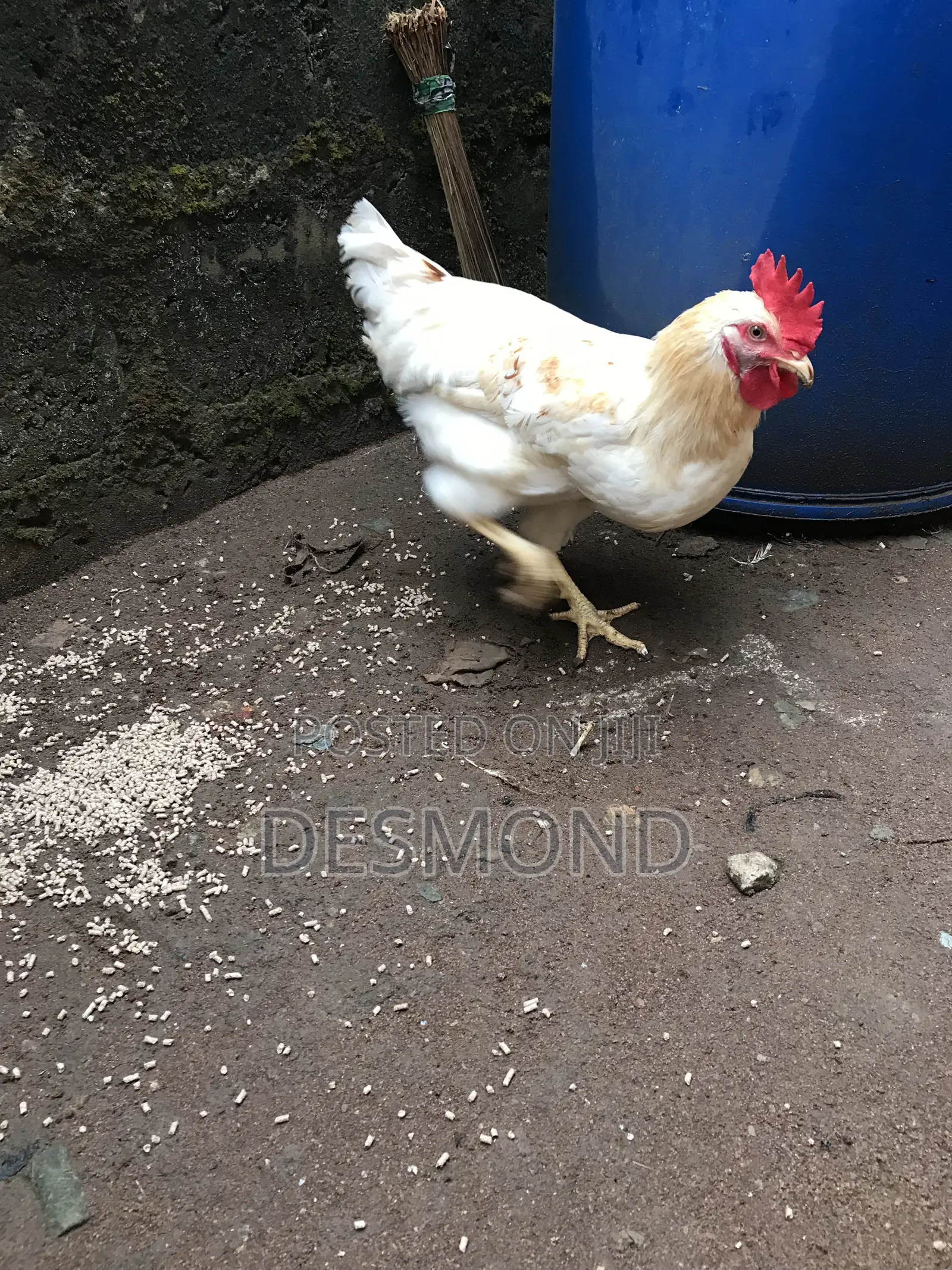 Active Clean White Gold Feather Cockerel