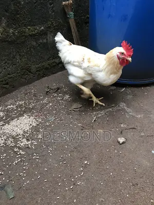 Active Clean White Gold Feather Cockerel