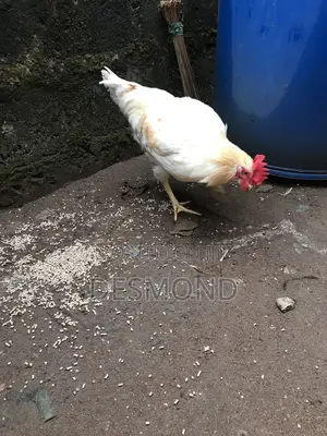 Active Clean White Gold Feather Cockerel
