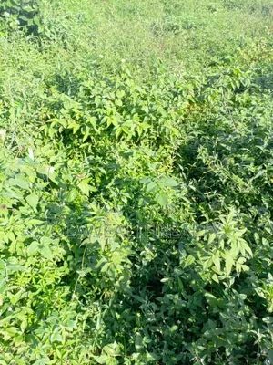900sqm Residential Land at Maitama Main