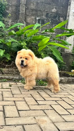 1-3 months Male Purebred Chow Chow