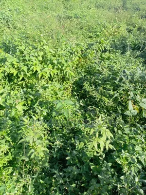 1,300sqm Residential Land at Maitama Main