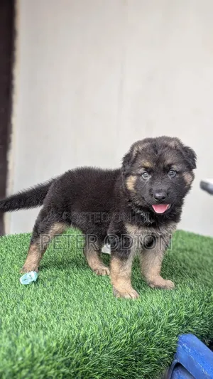 1-3 months Female Purebred German Shepherd