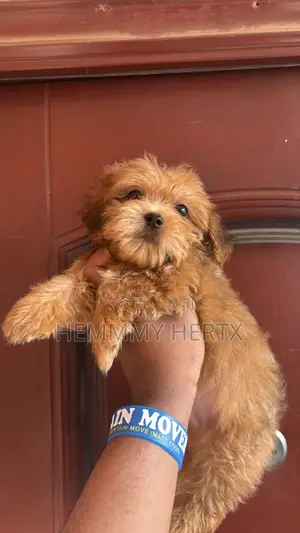 1-3 months Male Purebred Lhasa Apso