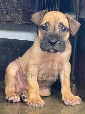 1-3 months Female Purebred Boerboel