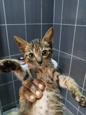 3-6 months Male Purebred American Shorthair