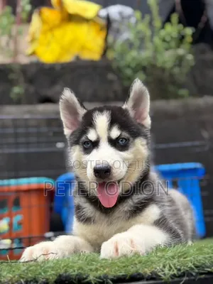 1-3 months Female Purebred Siberian Husky