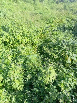 7,391sqm Prime Land at Garki 2