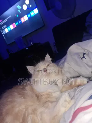 1+ year Female Purebred Persian