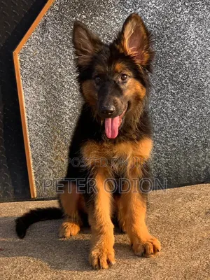 1-3 months Female Purebred German Shepherd