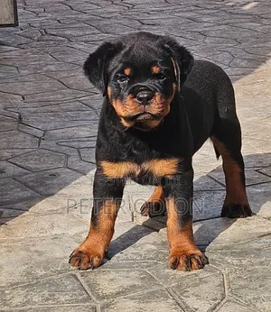 1-3 months Female Purebred Rottweiler