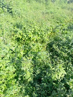 8,700sqm DISTRESS SALE Land at Guzape