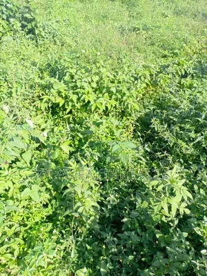1,914sqm Residential Land at Guzape