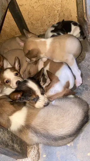 1-3 months Female Mixed Breed Dog