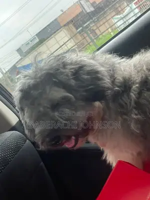 1+ year Male Purebred Lhasa Apso