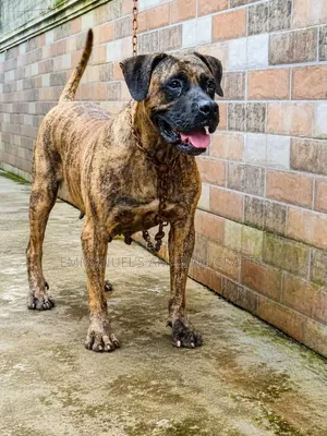 1+ year Female Purebred Boerboel
