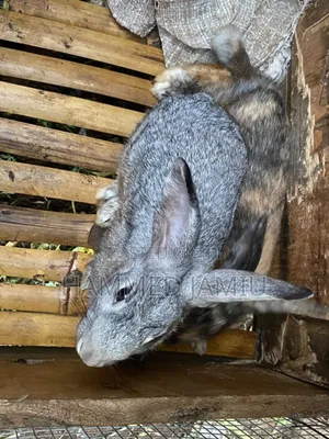 Chinchilla & Hali Quin Rabbits
