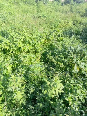 10 Hectares of Land at Guzape 2