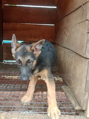 1-3 months Male Purebred German Shepherd