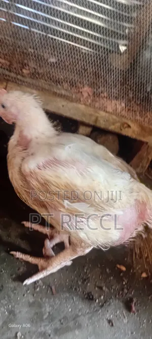 Chicken Farms