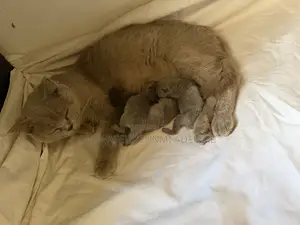 1-3 months Male Purebred British Shorthair