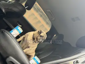 1+ year Female Purebred Pug