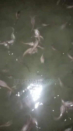 Fingerlings, Juveniles and Post Fingerlings