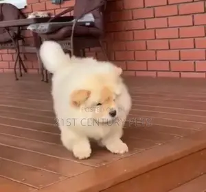 3-6 months Female Purebred Chow Chow