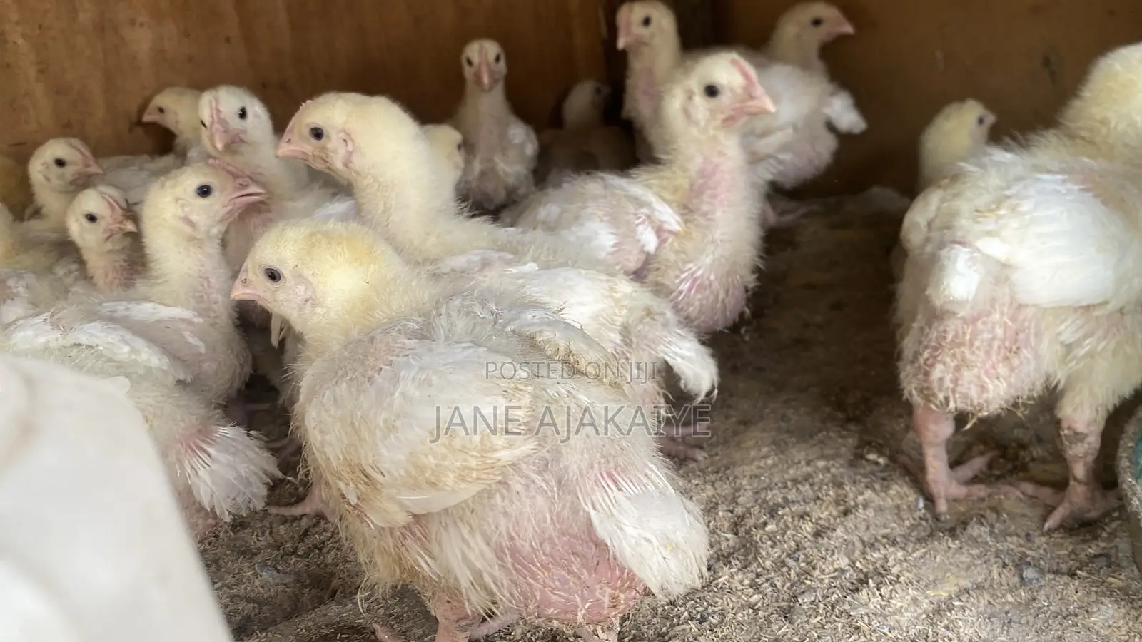 2 Weeks Well Vaccinated Chicks Available
