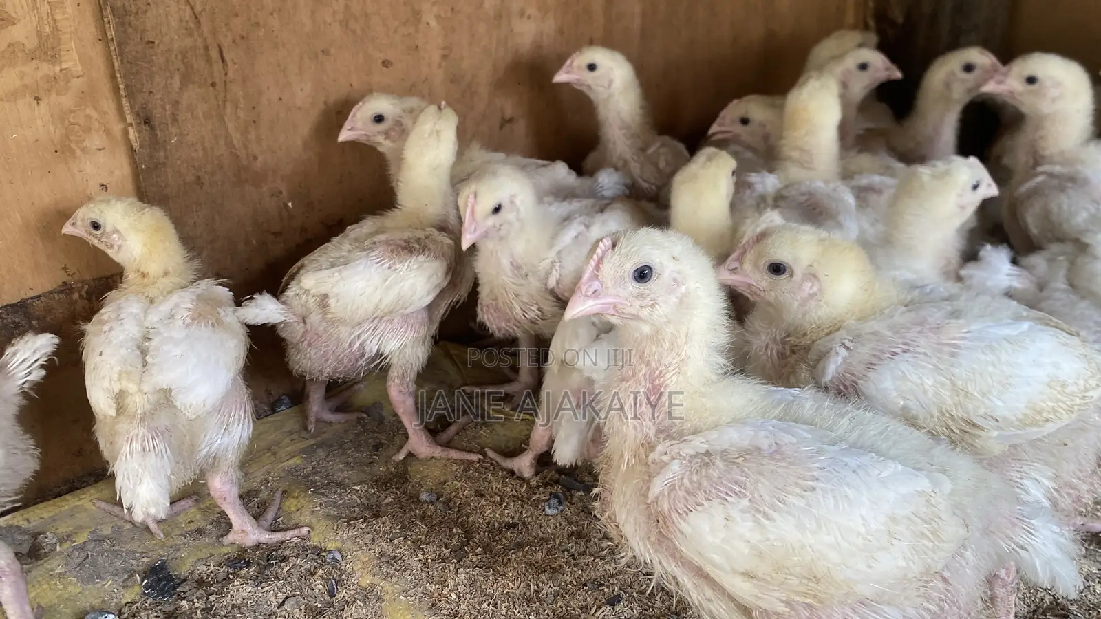 2 Weeks Well Vaccinated Chicks Available